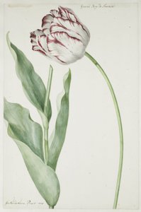 Tulipe Grand Roy de France - Jan Laurensz. van der Vinne