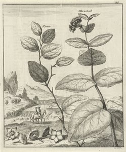 Illustration de deux plantes persanes - Jan Luyken