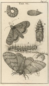 Chenilles, chrysalides et papillons VI - Jan Luyken