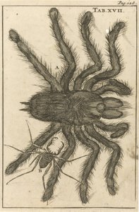Araignées XVII