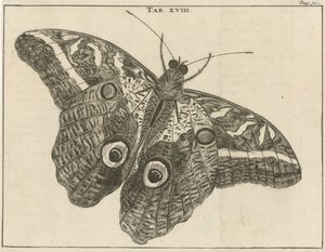 Papillon géant du Suriname XVIII