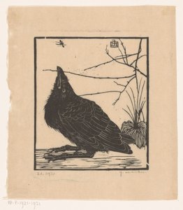 Corbeau regardant vers un moustique