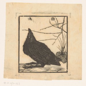 Corbeau regardant vers un moustique