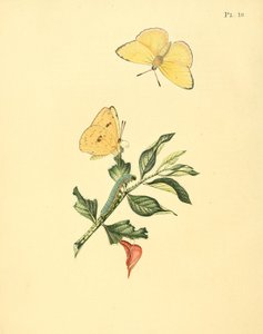 Phoebis sennae (comme syn. Papilio hyperici) - Jan Sepp
