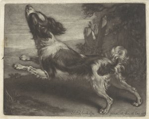 Chien courant, peut-être un épagneul - Jan Verkolje (I)