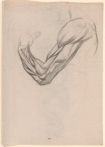 Étude anatomique des muscles d
