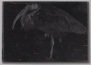 Ibis - Jan Veth