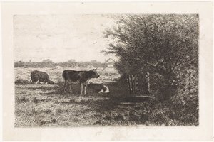 Vaches dans un pré