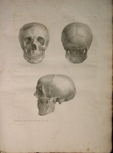 Albinus II, Pl. I, illustration de 