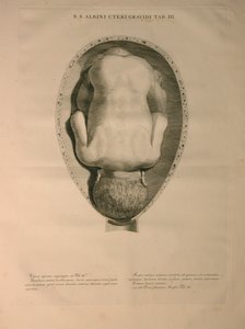 Albinus, Utérus, Pl. III, illustration de 