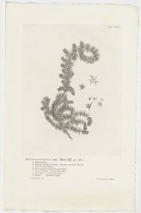 Anthospermum aethiopicum - Jan Wandelaar