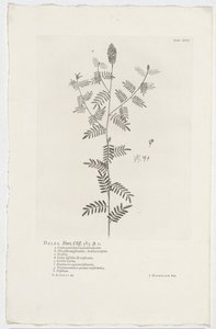 Dalea alopecuroides - Jan Wandelaar