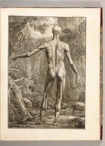 Gravure représentant les groupes musculaires du dos, 1747 - Jan Wandelaar