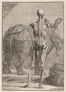 Musculorum Tabula VIII - Jan Wandelaar