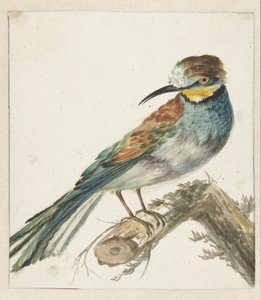 Guêpier (Merops apiaster)