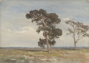 Vue sur la lande avec deux arbres