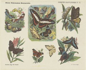 Insectes (papillons de jour) - Jan de Haan
