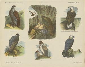 Oiseaux de proie (titre sur l