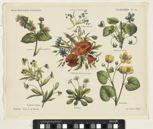 Fleurs des champs - Jan de Haan