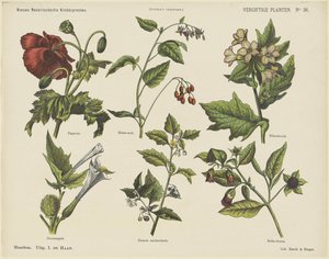 Plantes vénéneuses