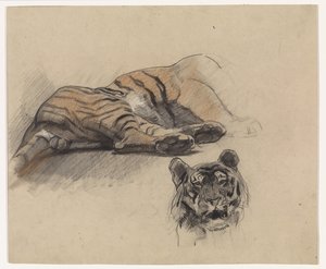 Tigre couché et tête de tigre - Jan van Essen
