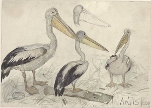 Pélicans au zoo d