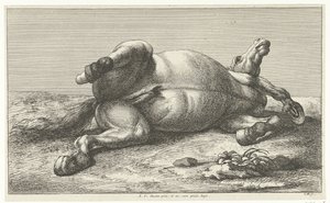 Cheval mort couché sur le côté gauche - Jan van Huchtenburg