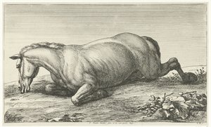 Cheval mort couché sur le ventre - Jan van Huchtenburg