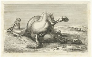 Cheval mort vu de dos - Jan van Huchtenburg