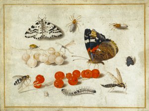Papillon, Chenille, Papillon de nuit, Insectes et Groseilles, c.1650-65 - Jan van Kessel the Elder