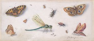 Insectes, papillons et une libellule - Jan van Kessel