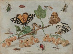 Insectes et fruits - Jan van Kessel the Elder