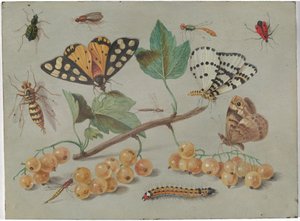 Étude de papillon et d