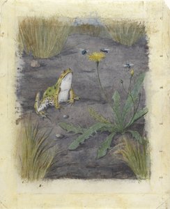 Grenouille près d
