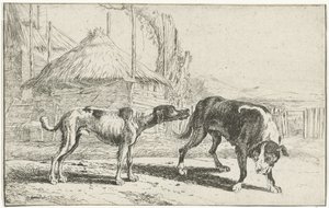 Chien mâle et femelle