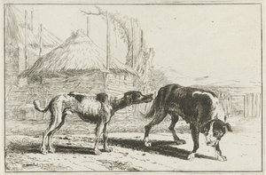 Chien mâle et femelle