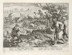 Vipères italiennes mangeant des crapauds, planche 60, illustration de 