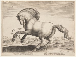 Un cheval danois, de la quatrième série de "Equile Joannis Austriaci" - Jan van der Straet, called Stradanus