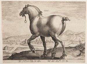 Un cheval saxon, du premier ensemble de "Equile Joannis Austriaci" - Jan van der Straet, called Stradanus