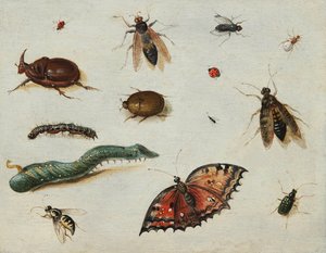 Insectes - Jan van the Elder Kessel