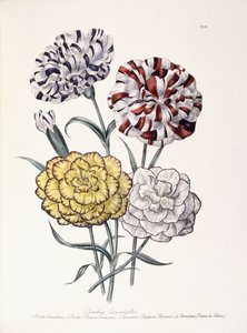 Une variété d