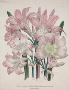 Lys Belladonna : Amaryllis belladonna