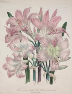 Lys belladone : Amaryllis belladonna