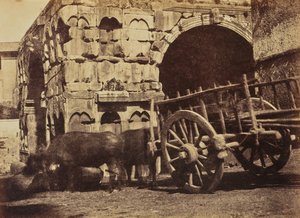 Buffalo Cart, Rome - Jane Martha St. John
