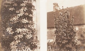 Clématite céruléenne, roses trémières, 1853-56