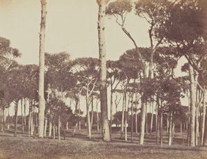 Pinède en pierre, Villa Pamfili Doria, Rome - Jane Martha St. John