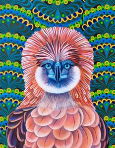 Aigle des Philippines - Jane Tattersfield