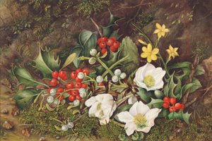 Houx et roses de Noël - Jane Taylor