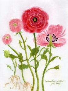 Illustration vibrante de renoncules