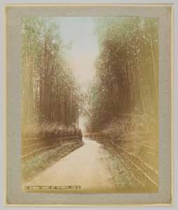 Forêt de bambous à Kiyomizu, Kyoto, Japon - Japanese Photographer
